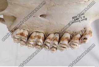 Photo Reference of Animal Teeth